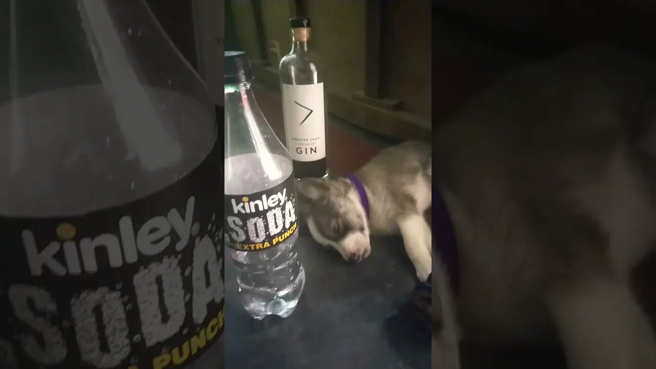 night pull party 🥳