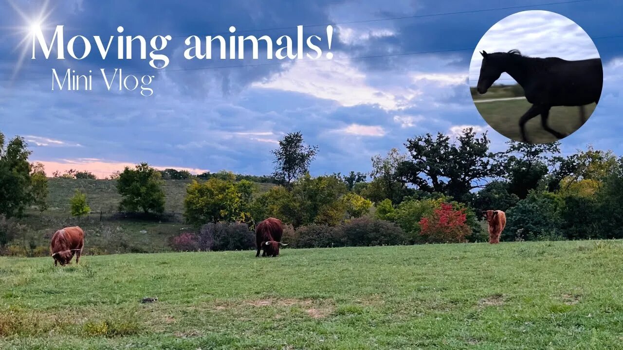 MOVING COWS AND HORSES! 🐎 *mini vlog*