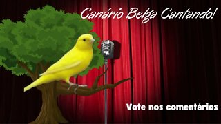 Qual canário canta mais? Qual sua preferência?