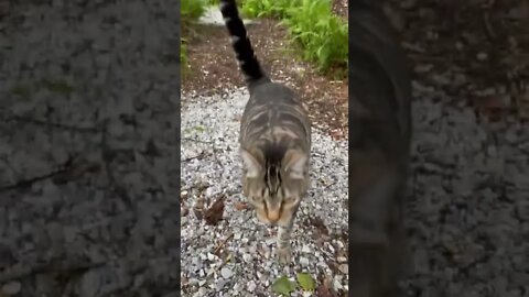 Cat and dog searching for snacks #shorts
