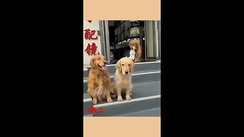 Funniest Animals videos,Dogs Friendship