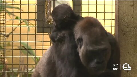 Take a walk on the wild side and celebrate the mothers at the Cleveland Metroparks Zoo