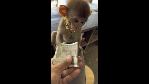 My cute 🥰 monkey eating money