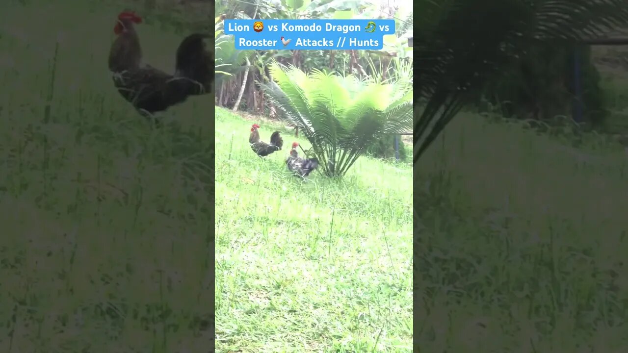 Lion 🦁 vs Komodo Dragon 🐉 vs Rooster 🐓 Attacks // Hunts #animals #lion #komodo #rooster