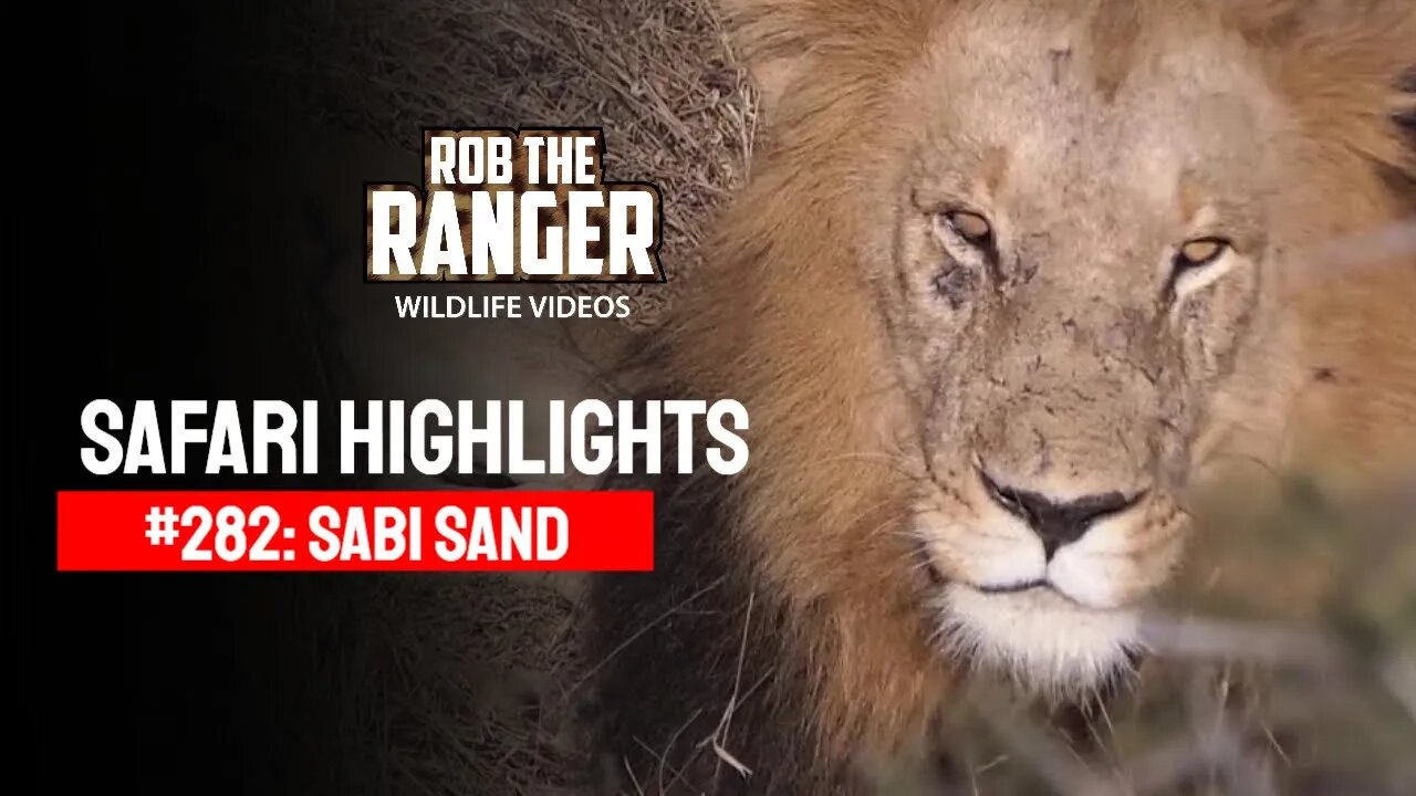 Safari Highlights #282: 14 - 17 July 2014 | Sabi Sand Nature Reserve | Latest Wildlife Sightings