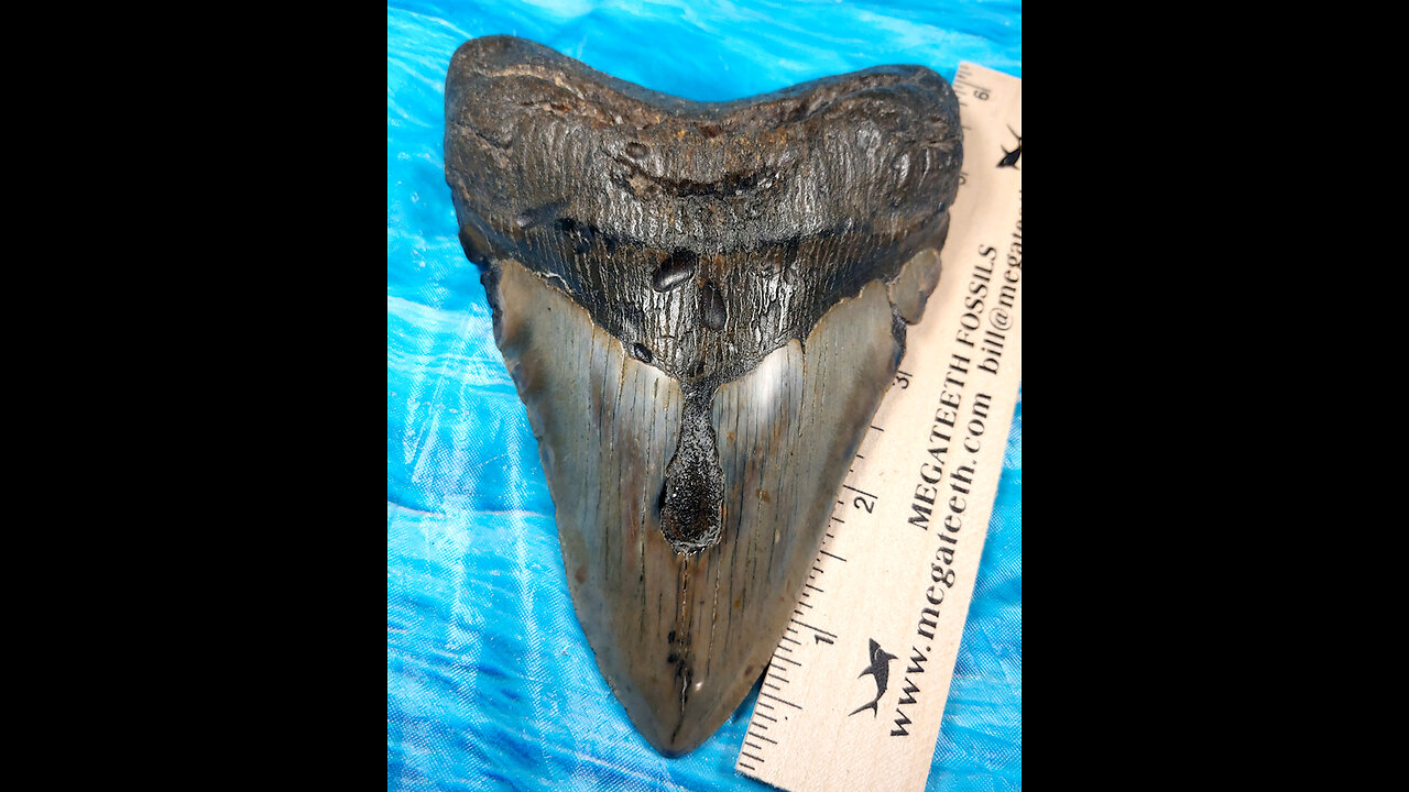 Megalodon Extinct Shark Tooth 5 Inches Long Genuine & Unrestored