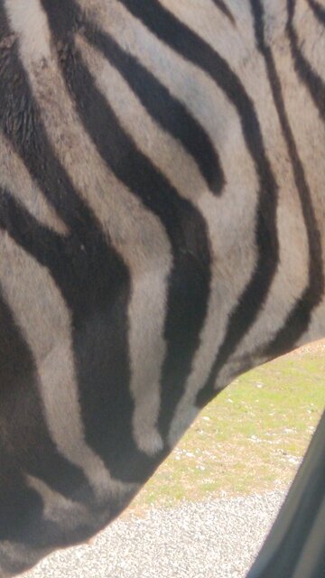 Feeding the Zebras at Fossil Rim Wildlife Park