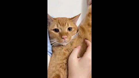 funny and cute cats