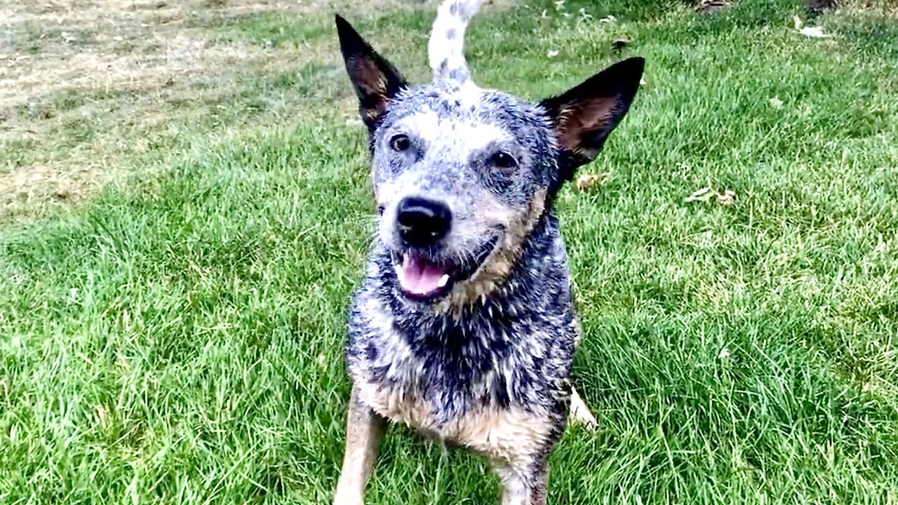 Zippy Blue Heeler LOVES Summertime Water Playtime!! Funny Cute Awesome Australian Cattle Dog