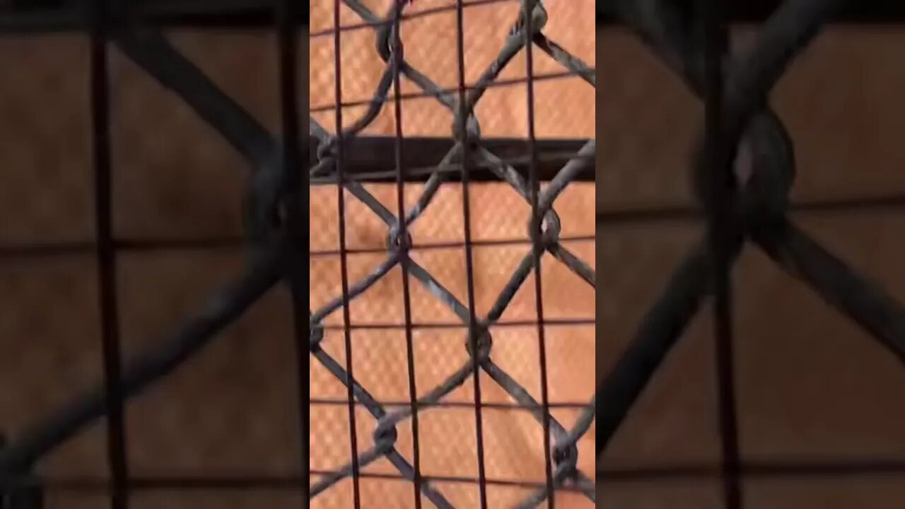 #short #subscribe #beautiful #birds # parrot