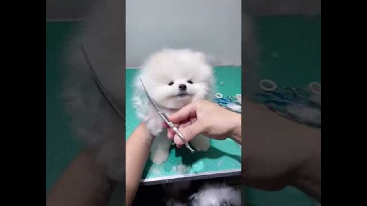 Cute funny puppy video 2022