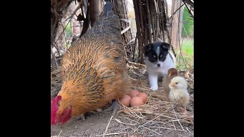 Dog and Hen