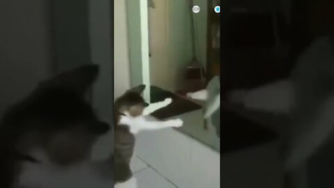 funny cat videos | cute cat videos| cute animals funny cats #shorts #shortsfunny #cutecat #funnycat