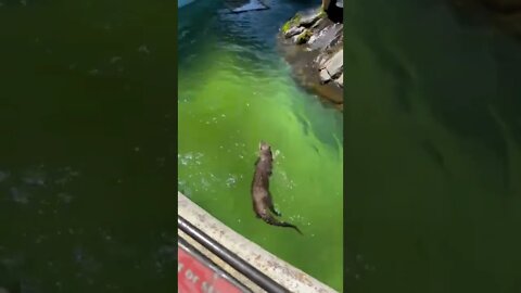 Sea Otters swimming around water