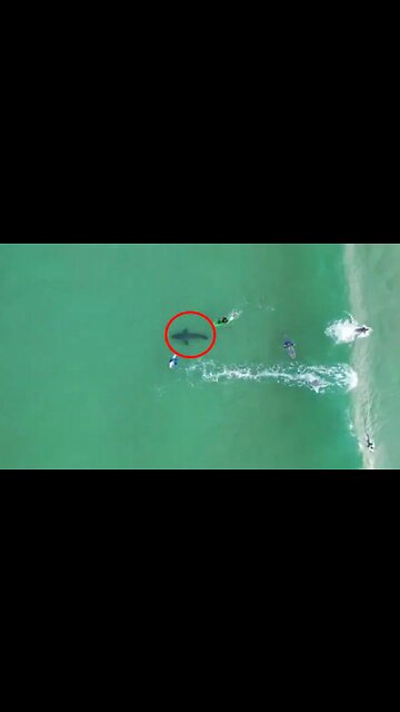 Shark Goes After Swimmers 🌊🏊🦈😱 #SHORTS