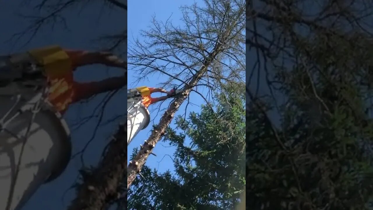 How to Cut Down ATree With A Chainsaw! #shorts