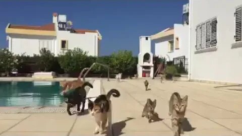 #cats #cat #viral #fyp #shorts #short #reels #reel #funny #nature #funnymoments #funnycats #kitten 4