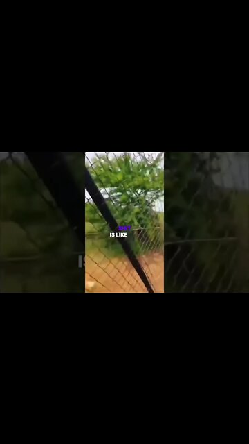 Lion is the king of the jungle 👑