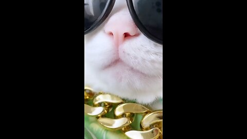 churake Dil mera goriya chali #funny #viral #fun #cute #funcutefunny #funnyvideos #funnyanimals