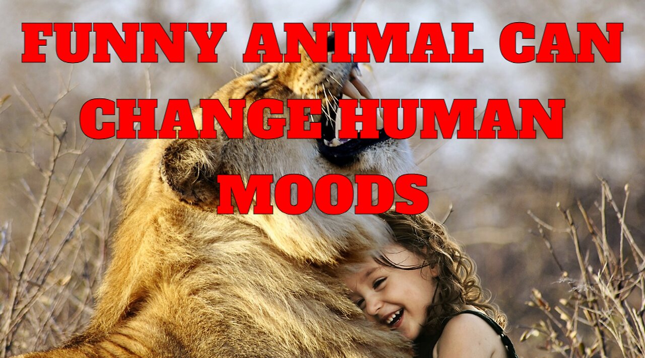 funny animal can change human moods