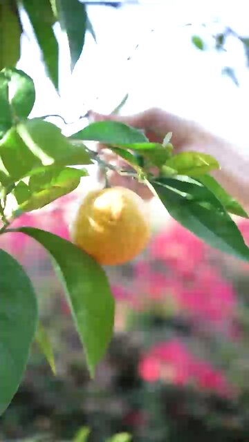 The perfect morning immune boost! Vit C + Zinc