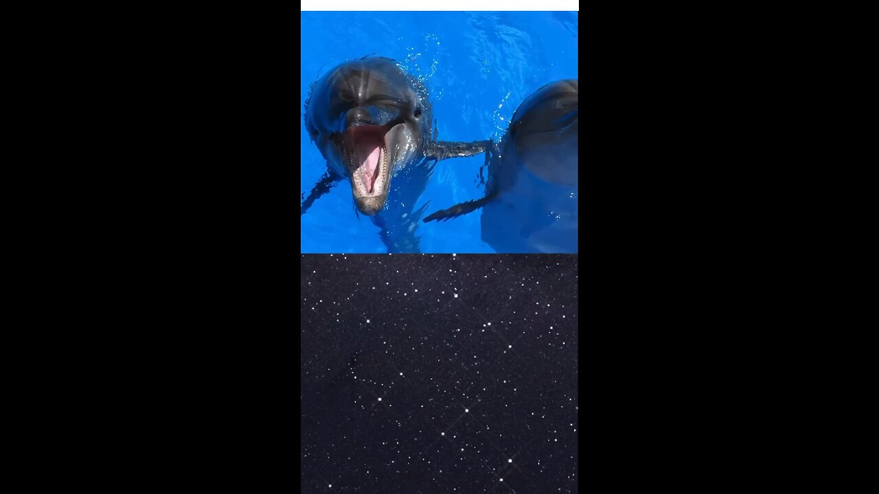 Dolphin Speaks