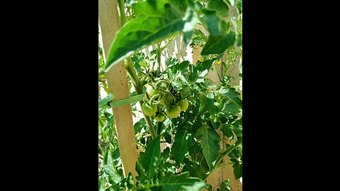 In door plants beautiful hybrid tomato 🍅🍅