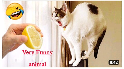 Funny Dog And Cat 😍🐶😻 Funniest Animals #211