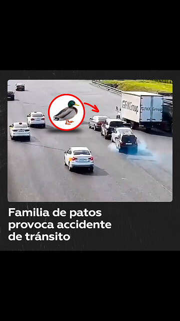 Una familia de patos provoca accidente en Moscú
