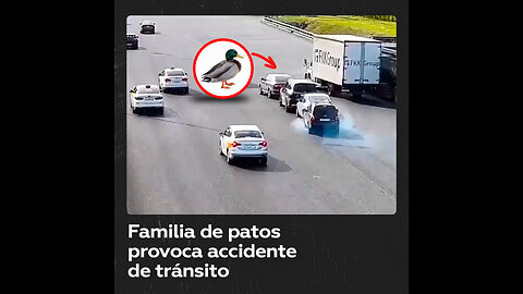 Una familia de patos provoca accidente en Moscú