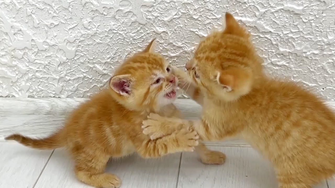 Kittens fighting - mother cat punishes her kittens