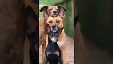 Animals are funny #animals #shortsvideo #shorts #funnyanimals #funnyvideo