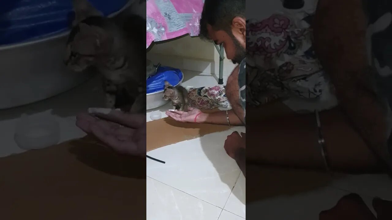 ill kitten eating dahi, ill kitten, ill, kitten, eating dahi, dahi, 🤒🤒🐈🐱#viral #trending #suggested