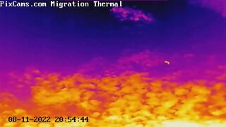 Big brown bats recorded on thermal camera with audio