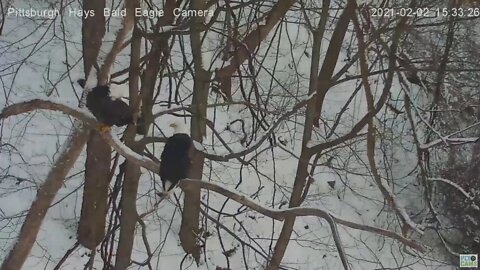 Hays Eagles Dad flies around then mates on woods limb with Mom 2021 02 02 332PM