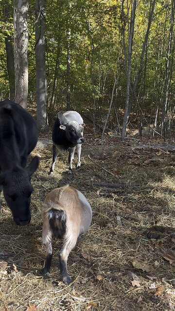 Meet “BOOGER” Our Miniture Zebu Bull 🐂 #bull #zebu #farm #homestead Chamberlin Family Farms