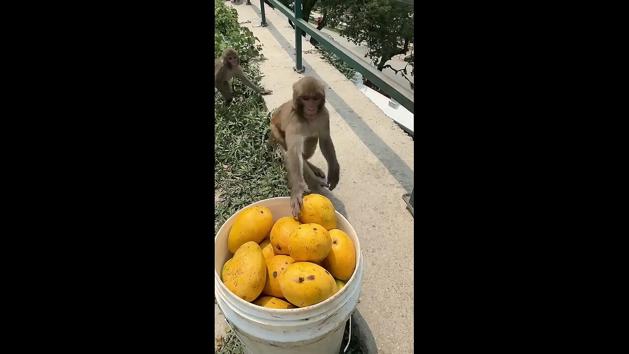 Mango lovers