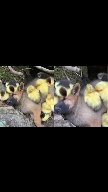 Puppy thinks he's one of them