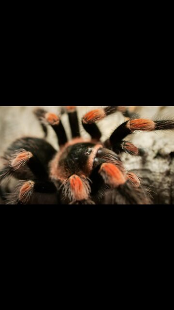 Mexican Red Knee Tarantula (Brachypelma hamori) #shorts