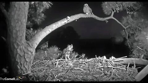 Dad Delivers Dinner & Mom Returns 🦉 4/12/22 20:26