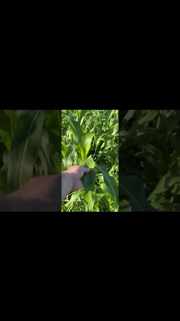 Breaking The Drought!