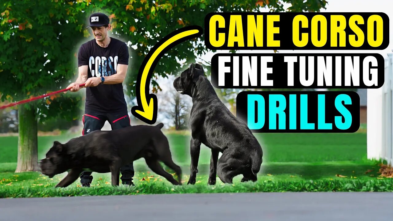 Cane Corso Fine Tuning Drills #dog #canecorso #pets