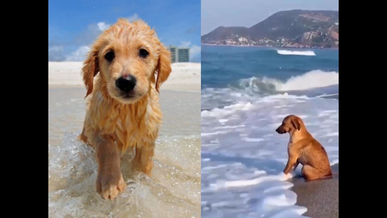 Surfer Dog: Enjoying the waves on the beach.