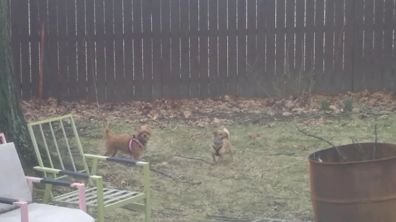 Bella and Rocko March 2020