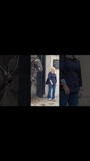 The nibbles on the tourist #horseguardsparade