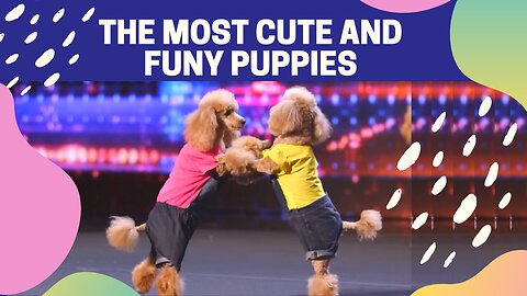 The Most Cute Puppies Show Ever !!