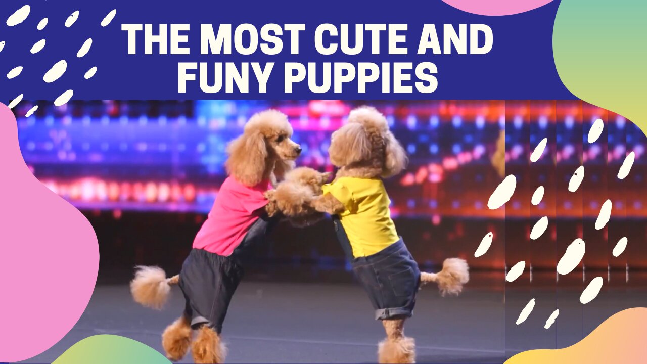 The Most Cute Puppies Show Ever !!