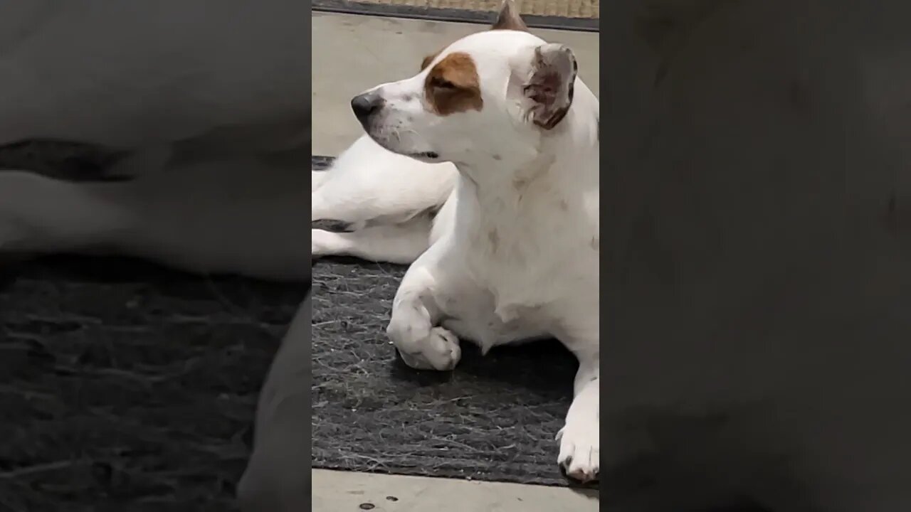 Puppy is sleepy