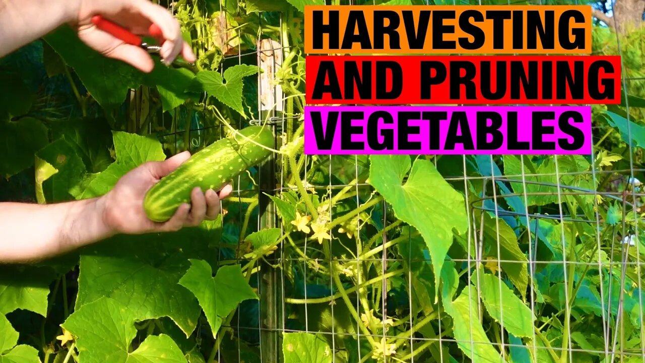 Harvesting and pruning zucchini and cucumbers