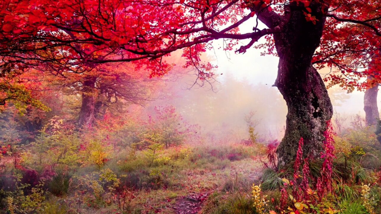 Autumn Serenity: ASMR Rain with Soothing Piano and Nature Sounds for Relaxing and Anxiety Relief